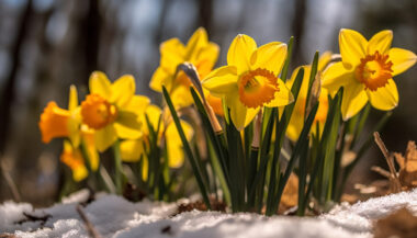 Yellow flower blooms in vibrant spring meadow generated by AI