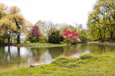 green-park-with-lush-trees